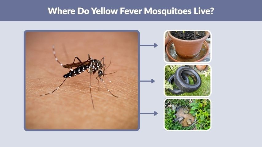 Where Do Yellow Fever Mosquitoes Live?