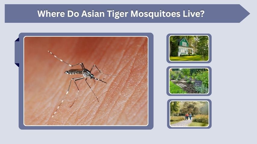 Where Do Asian Tiger Mosquitoes Live?