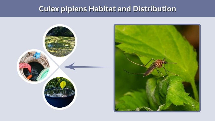 Culex pipiens Habitat and Distribution