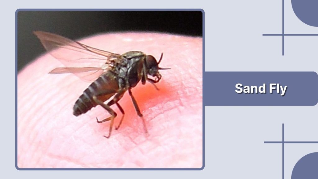 Sand Fly