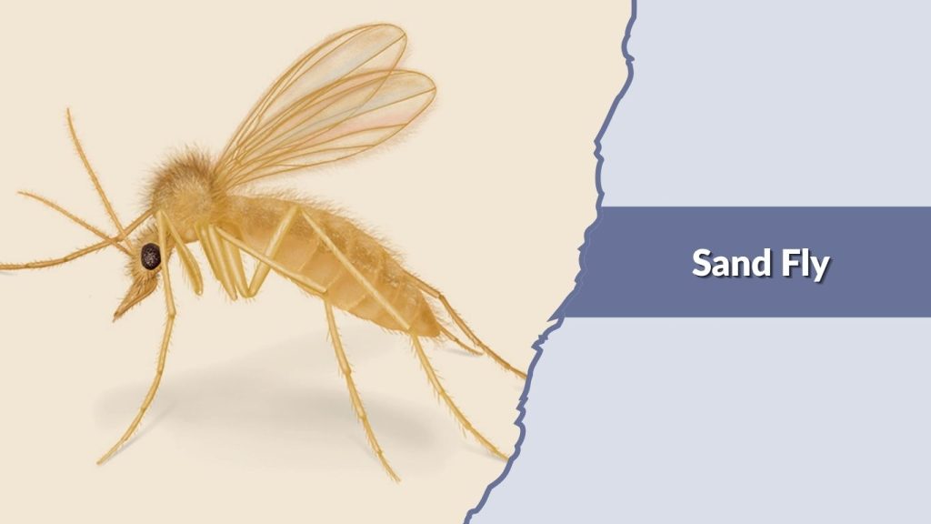 Sand Fly