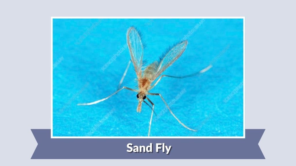Sand Fly