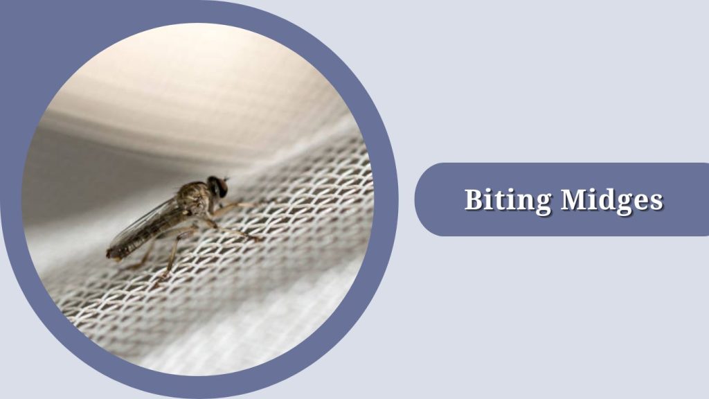 Biting Midges