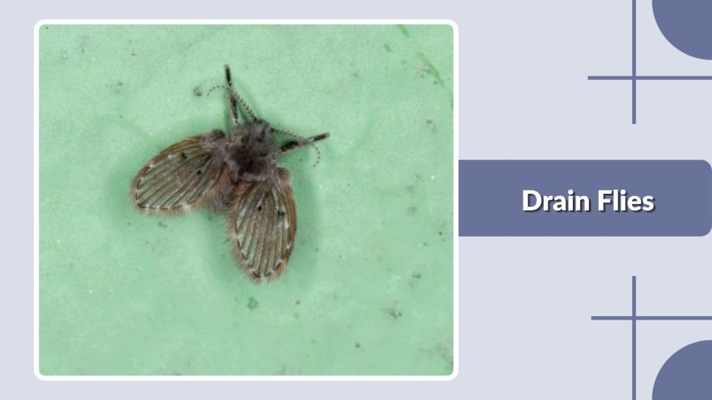 Drain Flies