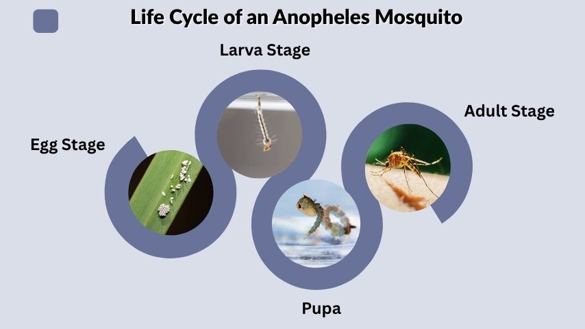Life Cycle of an Anopheles Mosquito