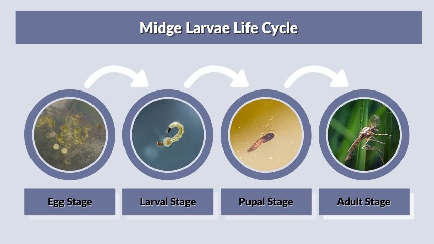 Midge Larvae Life Cycle