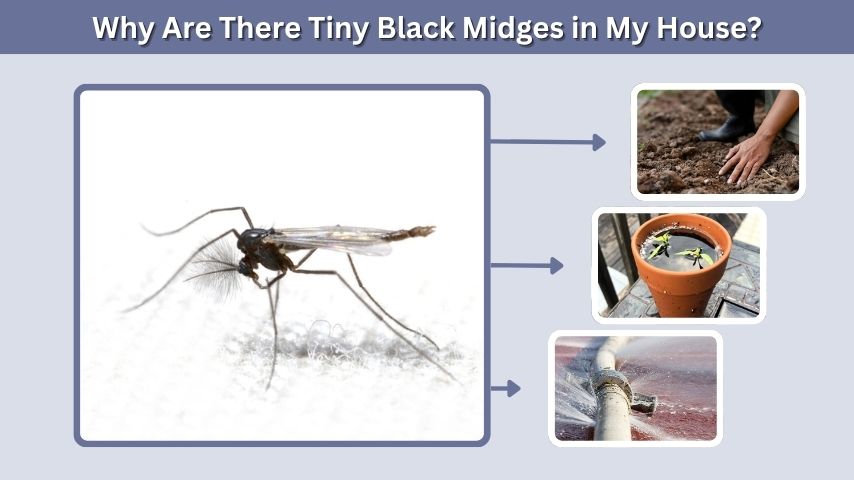 Why Are There Tiny Black Midges in My House?
