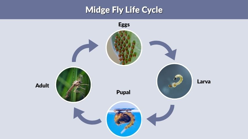 Midge Fly Life Cycle