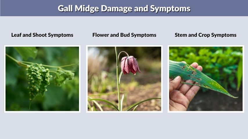 Gall Midge Damage and Symptoms