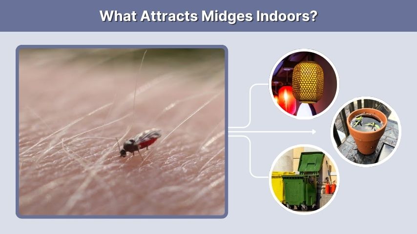 What Attracts Midges Indoors?