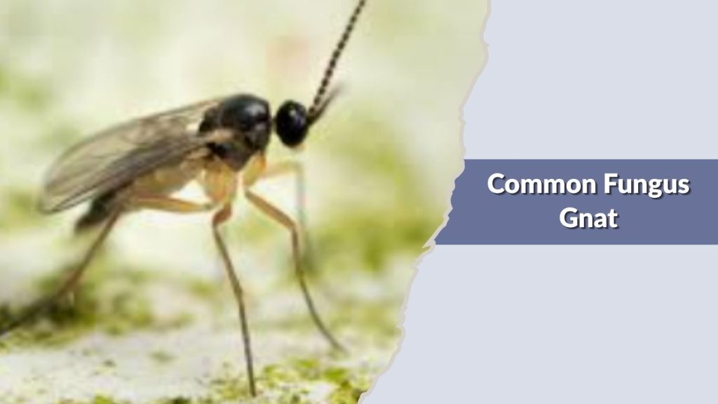 Common Fungus Gnat