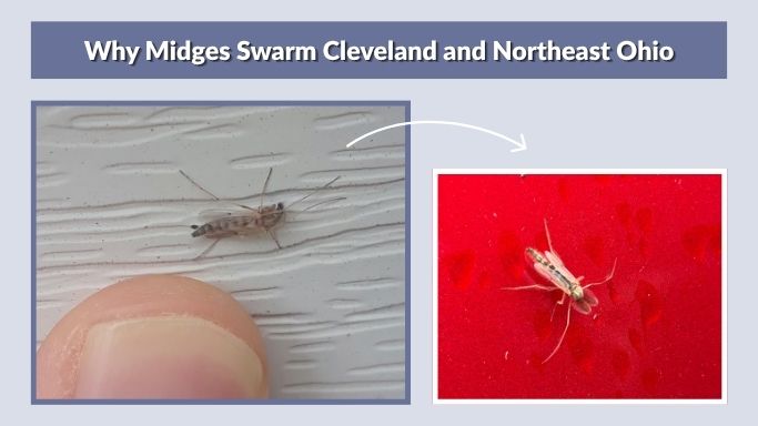 Why Midges Swarm Cleveland and Northeast Ohio