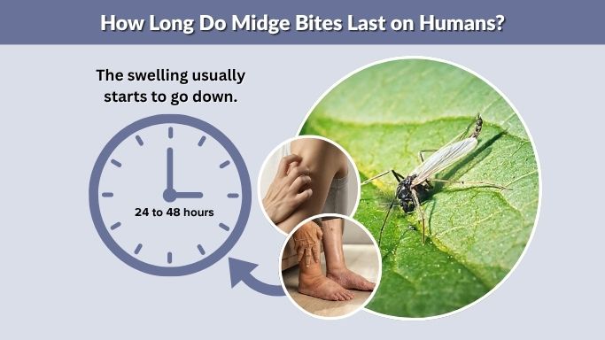 How Long Do Midge Bites Last on Humans?