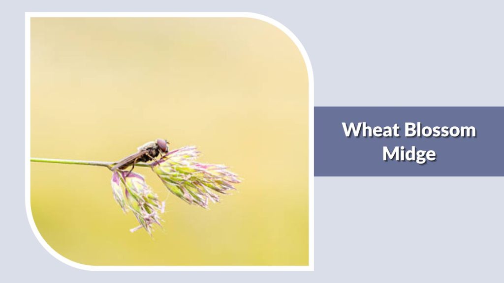 Wheat Blossom Midge