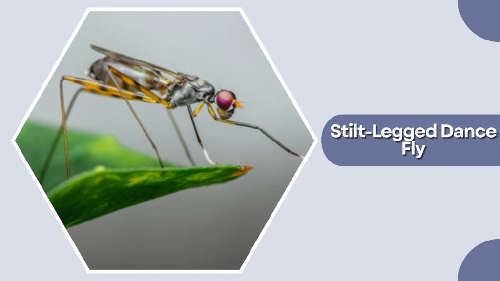 Stilt-Legged Dance Fly