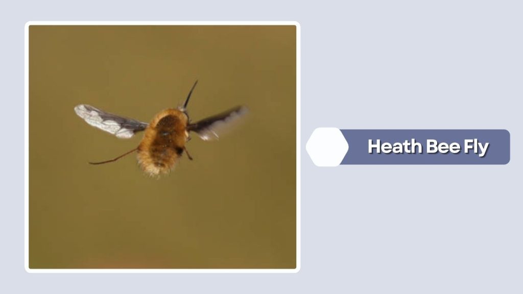 Heath Bee Fly