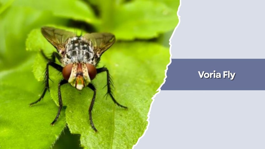 Voria Fly
