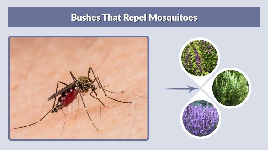 Bushes That Repel Mosquitoes