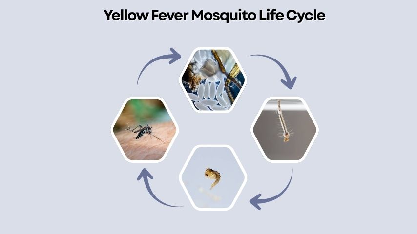 Yellow Fever Mosquito Life Cycle