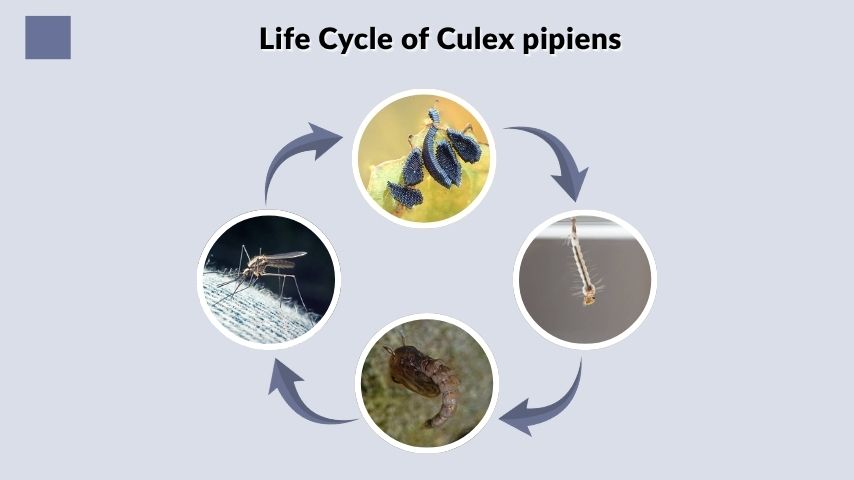 Life Cycle of Culex pipiens