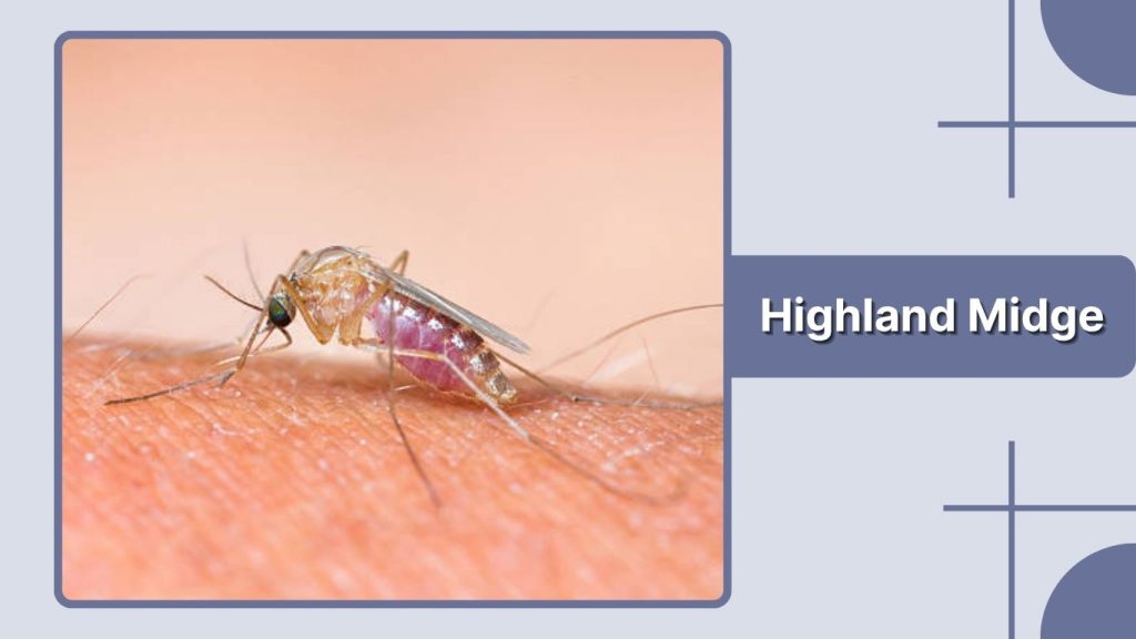 Highland Midge