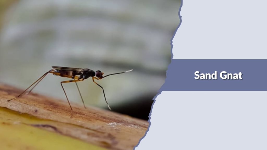 Sand Gnat