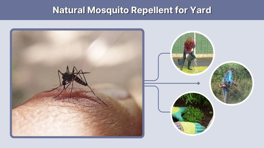 Natural Mosquito Repellent for Yard