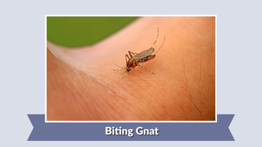 Biting Gnat