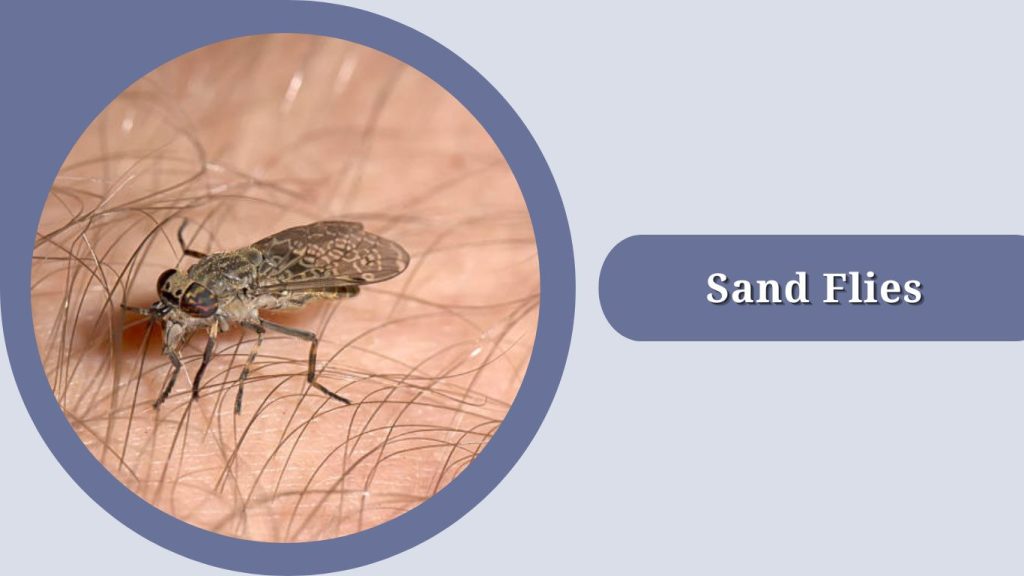 Sand Flies