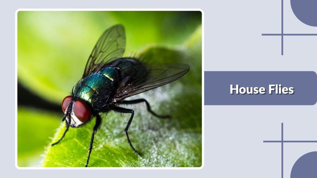 House Flies