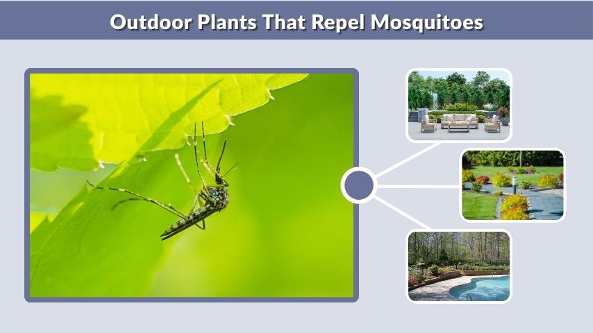 Outdoor Plants That Repel Mosquitoes