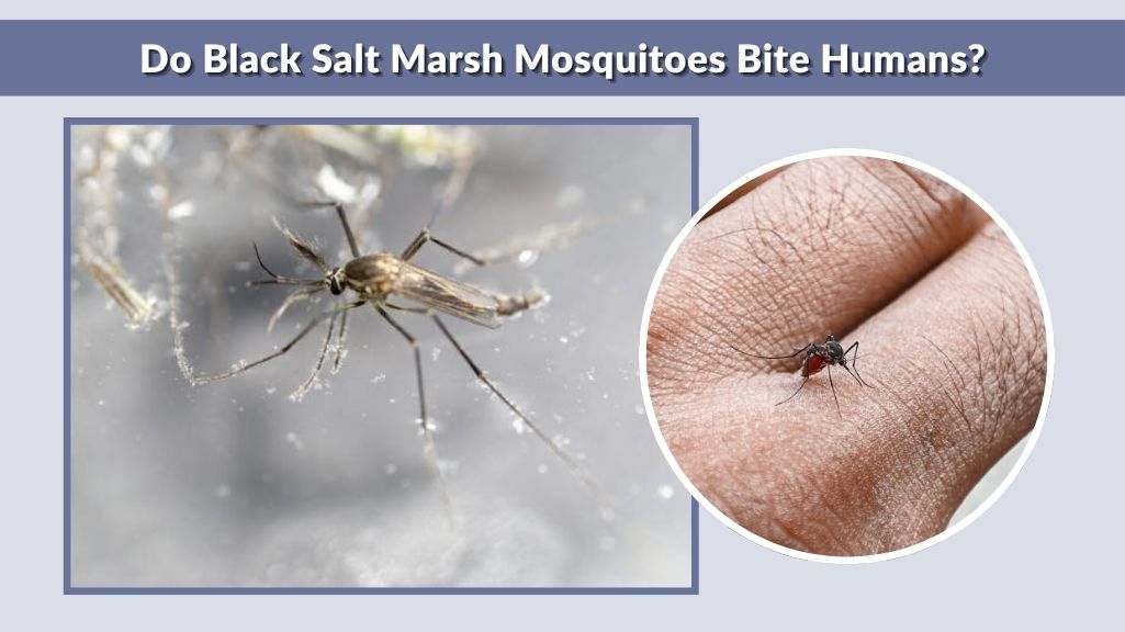 Do Black Salt Marsh Mosquitoes Bite Humans?