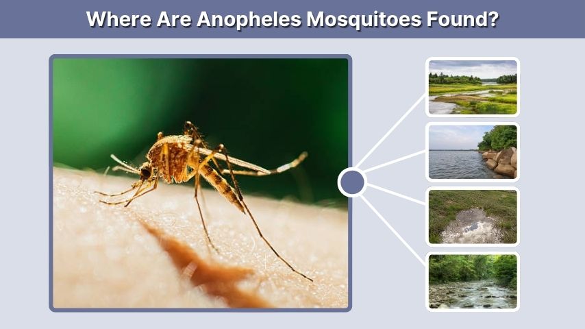 Where Are Anopheles Mosquitoes Found?