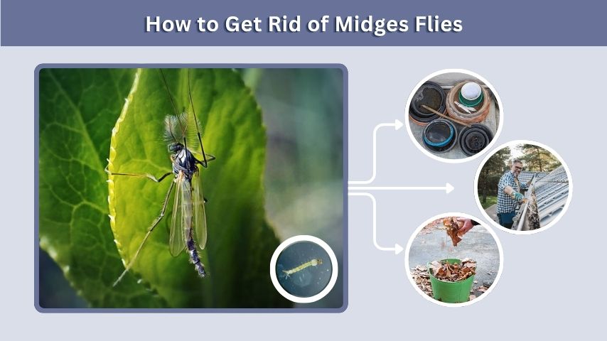 How to Get Rid of Midges Flies