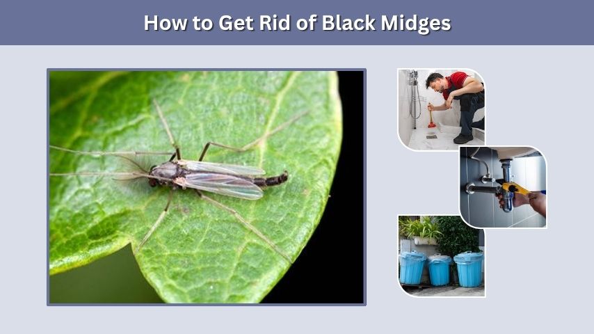 How to Get Rid of Black Midges