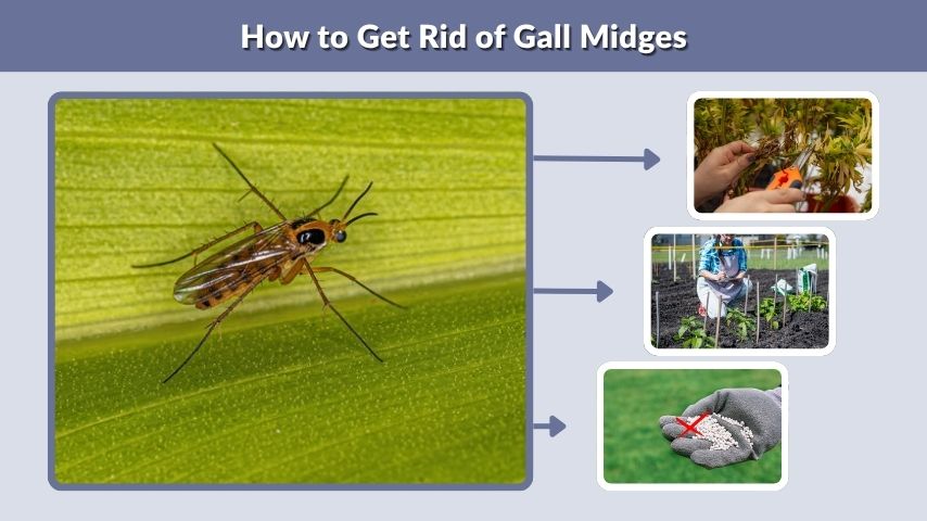 How to Get Rid of Gall Midges