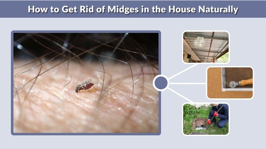 How to Get Rid of Midges in the House Naturally