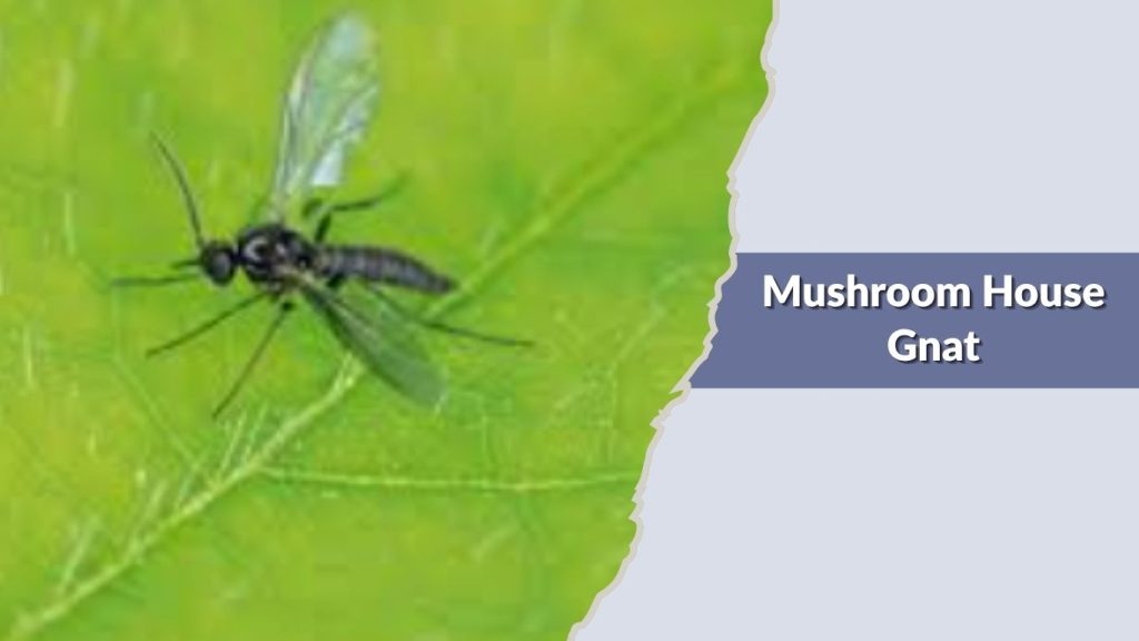 Mushroom House Gnat
