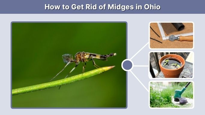 How to Get Rid of Midges in Ohio