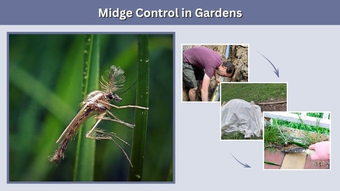 Midge Control in Gardens