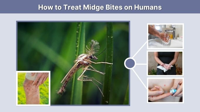 How to Treat Midge Bites on Humans