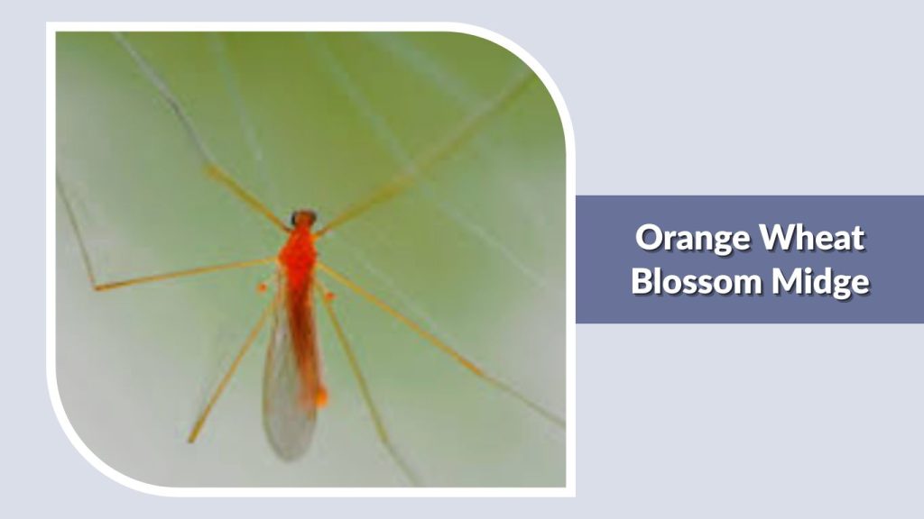 Orange Wheat Blossom Midge