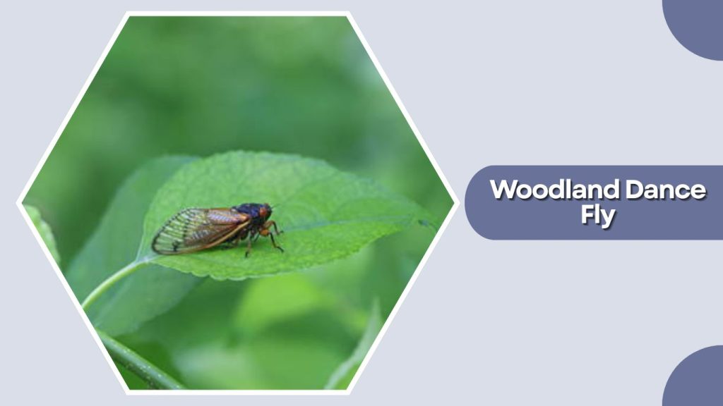 Woodland Dance Fly
