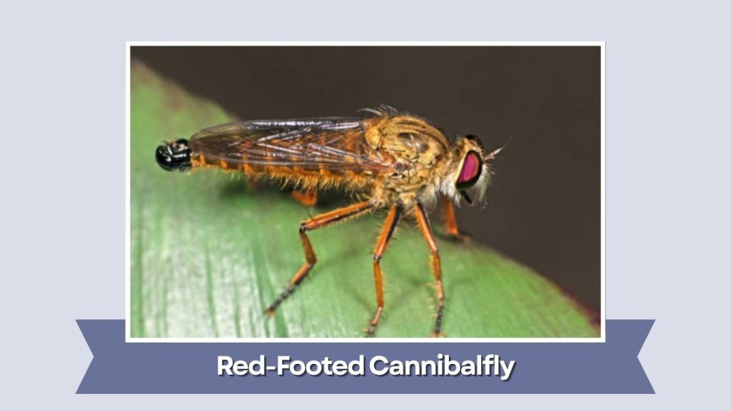Red-Footed Cannibalfly