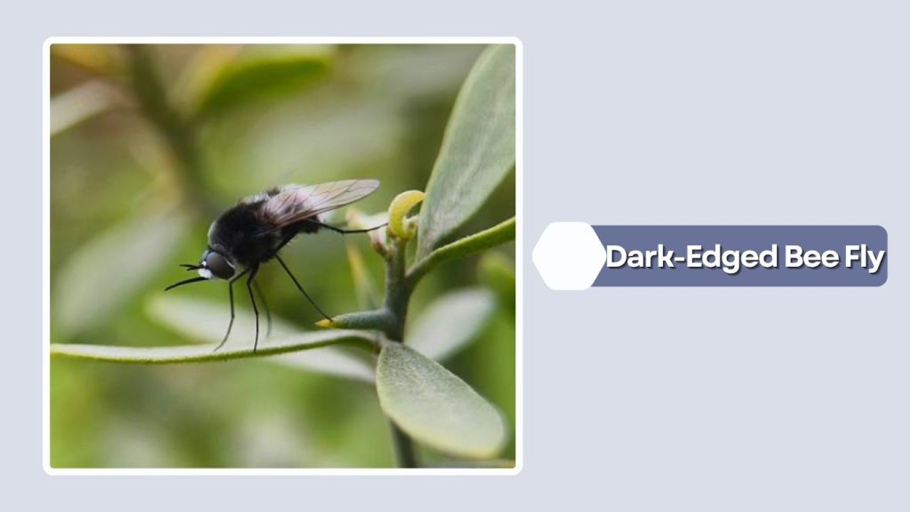 Dark-Edged Bee Fly