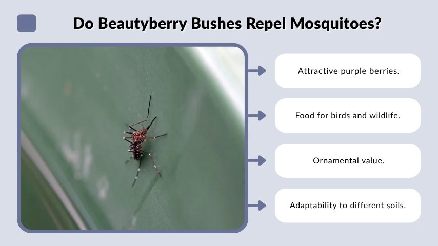 Do Beautyberry Bushes Repel Mosquitoes?