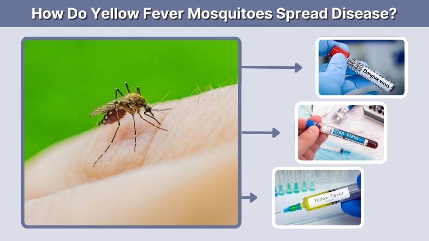 How Do Yellow Fever Mosquitoes Spread Disease?