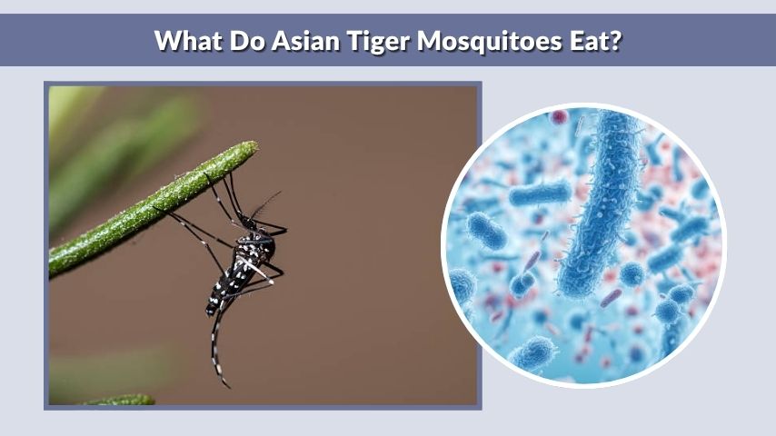 What Do Asian Tiger Mosquitoes Eat?