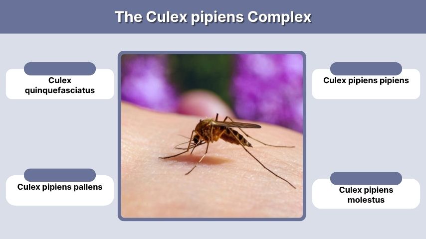The Culex pipiens Complex