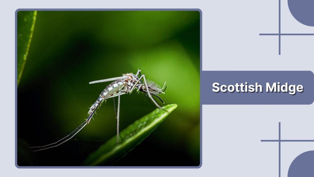 Scottish Midge
